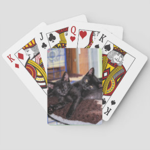 Kittens Casinokort