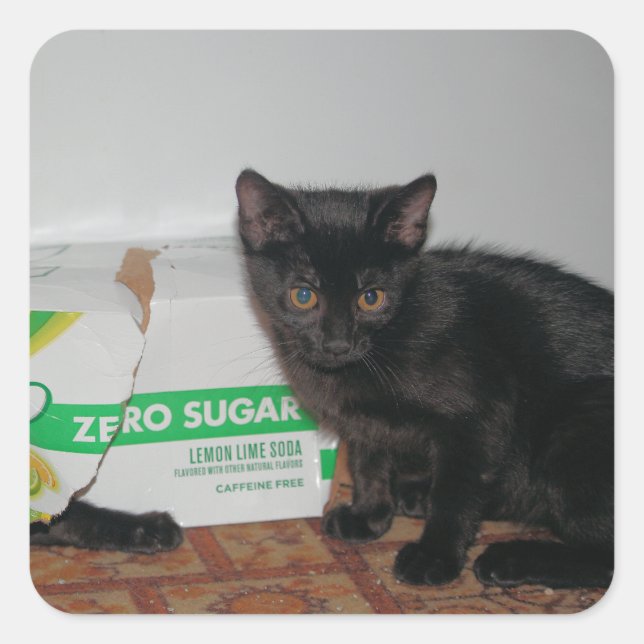 Kittens Fyrkantigt Klistermärke (Framsida)