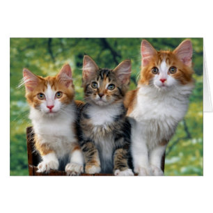 Kittens Hälsningskort