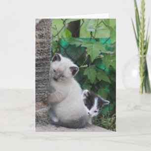 Kittens hälsningskort kort