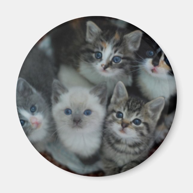 Kittens i A Basket Magnet (Framsidan)