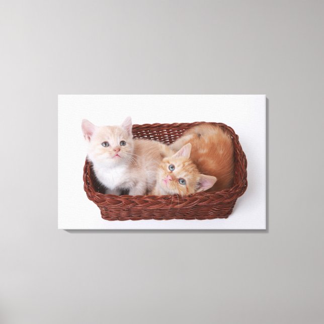 Kittens i basket canvastryck (Framsida)