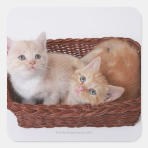 Kittens i basket fyrkantigt klistermärke