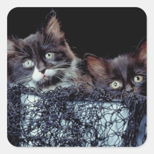 Kittens i behållare fyrkantigt klistermärke