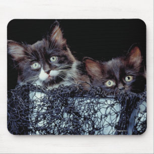 Kittens i behållare musmatta