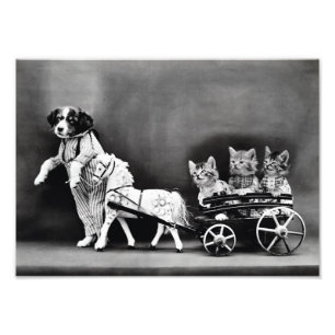 Kittens i Carriage Fototryck