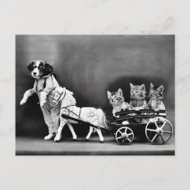 Kittens i en transport vykort