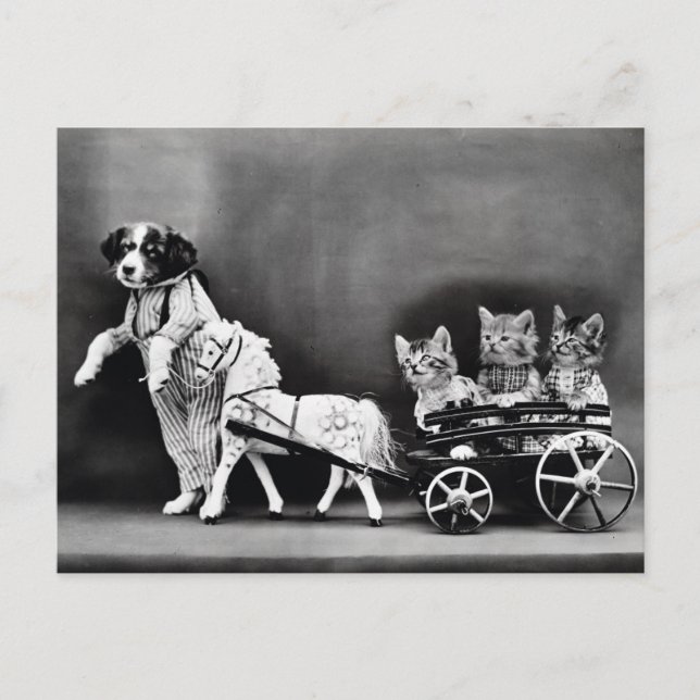 Kittens i en transport vykort (Framsida)