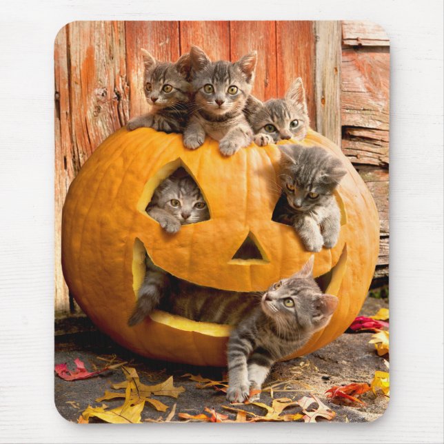 Kittens i Jack-o-Lantern Musmatta (Framsidan)