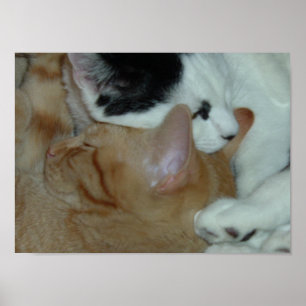 Kittens i Kärlek Poster