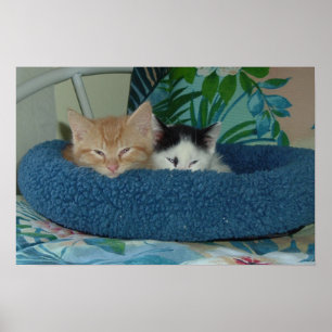 Kittens i Kärlek Poster
