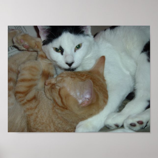 Kittens i Kärlek Poster (Framsidan)