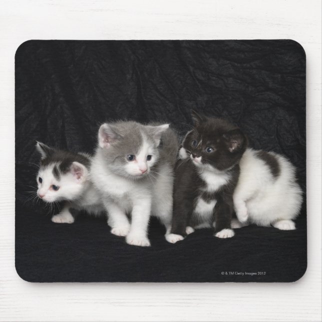 Kittens i Studio Shot Musmatta (Framsidan)