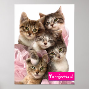 Kittens i Tutus Poster
