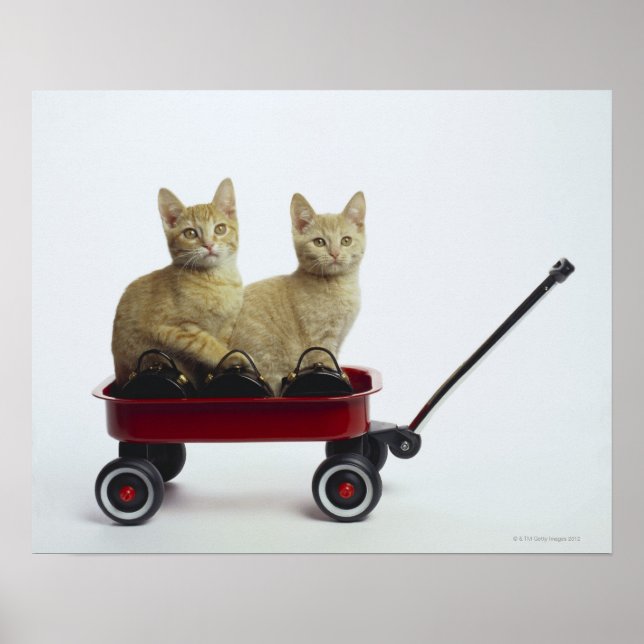 Kittens i vagn poster (Framsidan)