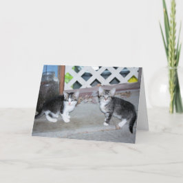 Kittens Kort