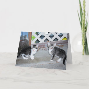 Kittens Kort