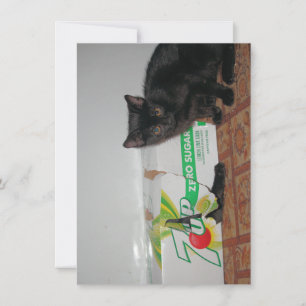 Kittens Kort