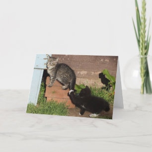 Kittens Märkre Greeting Card Kort