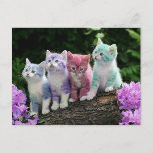 kittens met kleur vykort