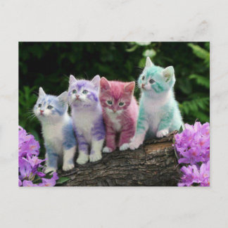 kittens met kleur vykort