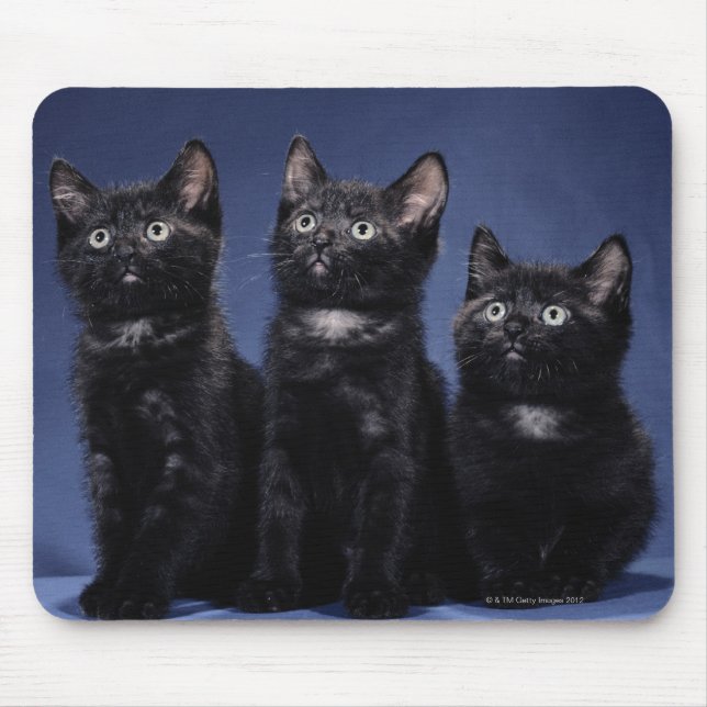 Kittens Musmatta (Framsidan)