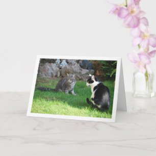 Kittens på Grass Kort