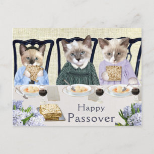 Kittens Passover Postcard Vykort