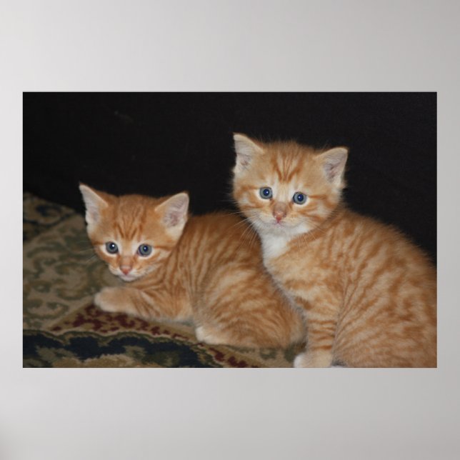 Kittens Poster (Framsidan)
