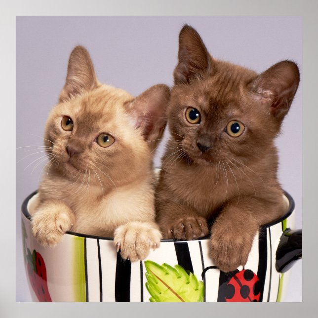 Kittens Poster (Framsidan)