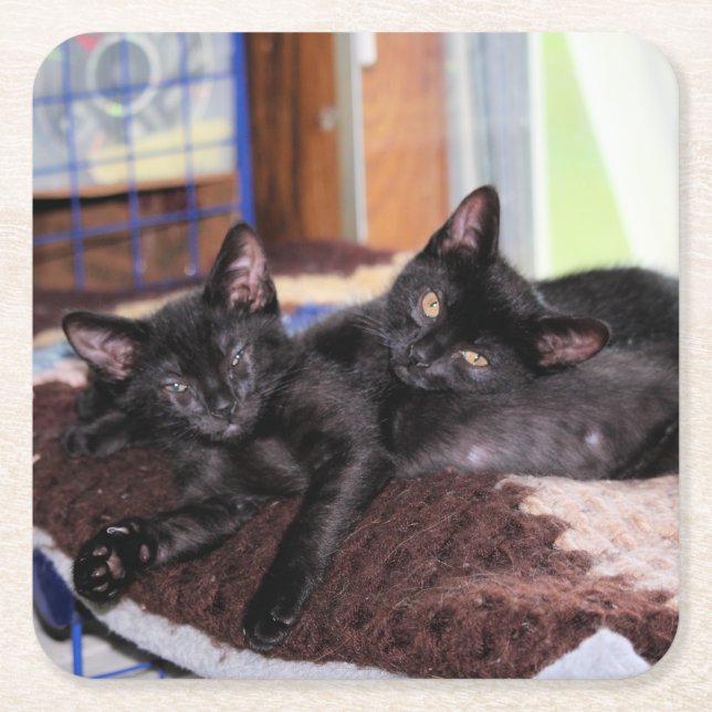 Kittens Underlägg Papper Kvadrat (Framsidan)
