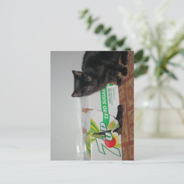 Kittens Vykort (Stående Fram)