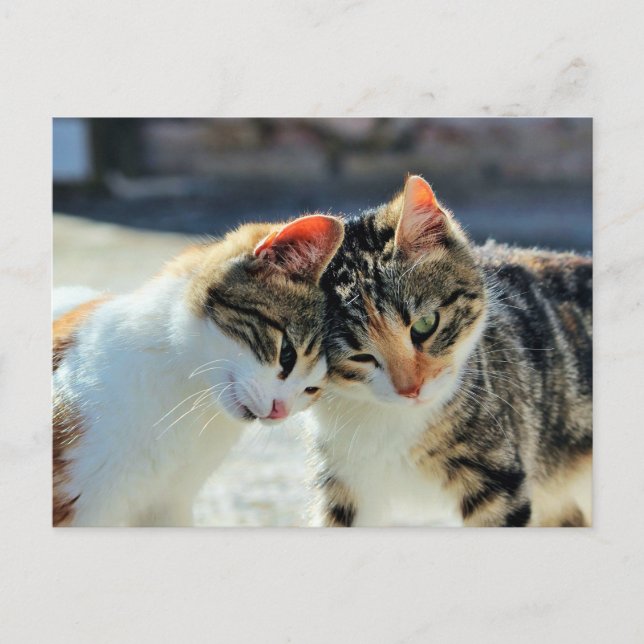 Kittens Vykort (Framsida)