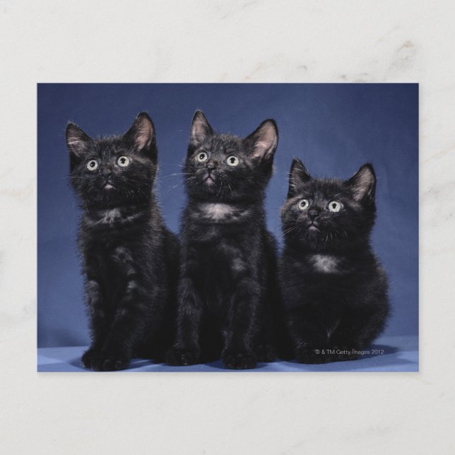 Kittens Vykort (Framsida)