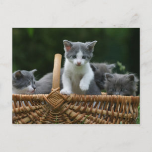 kittens vykort
