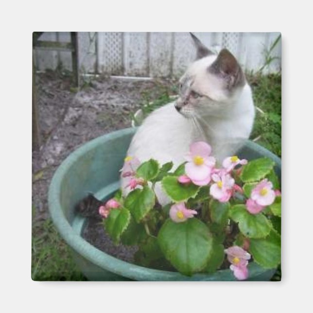 Kittie and Flower Pot Magnet (Framsidan)