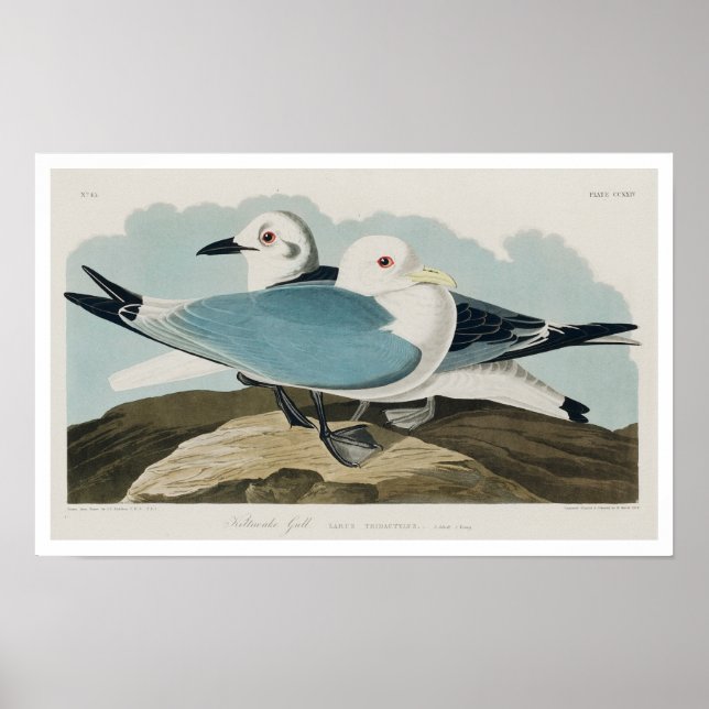 KittiVakan Gull från Audubon Poster (Framsidan)