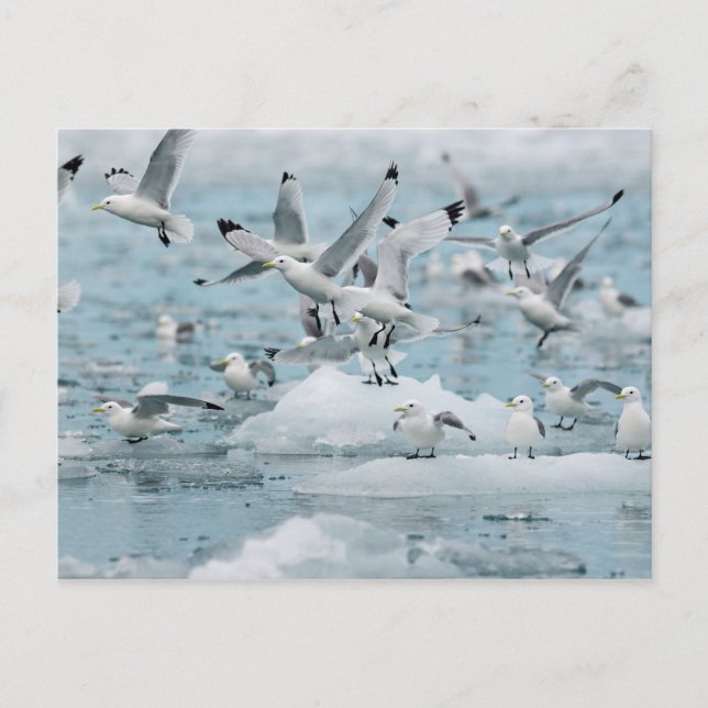 Kittiwakes Flies Vykort (Framsida)