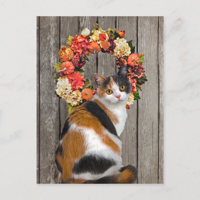 "Kittles" vykort (Framsida)