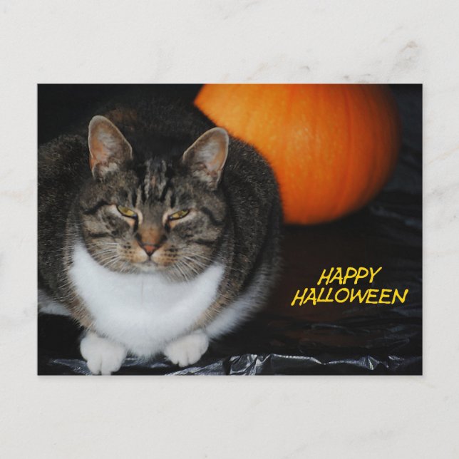 Kitty Cat And Pumpkin Happy Halloween Postcard Vykort (Framsida)