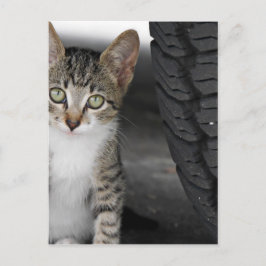 Kitty.JPG Vykort