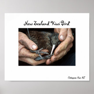 Kiwi Bird poster