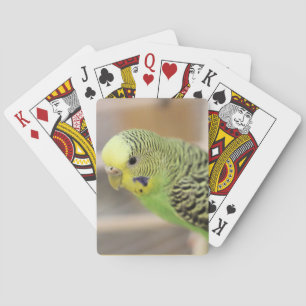 Kiwi Casinokort