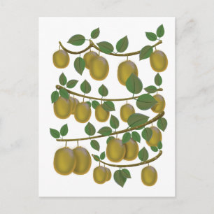 Kiwi Frukt Vykort