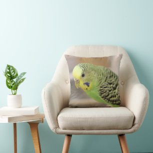 Kiwi Kudde