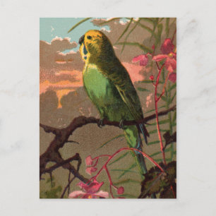 Kiwi Parakeet Vykort