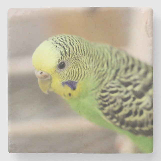 Kiwi Stenunderlägg (Framsidan)