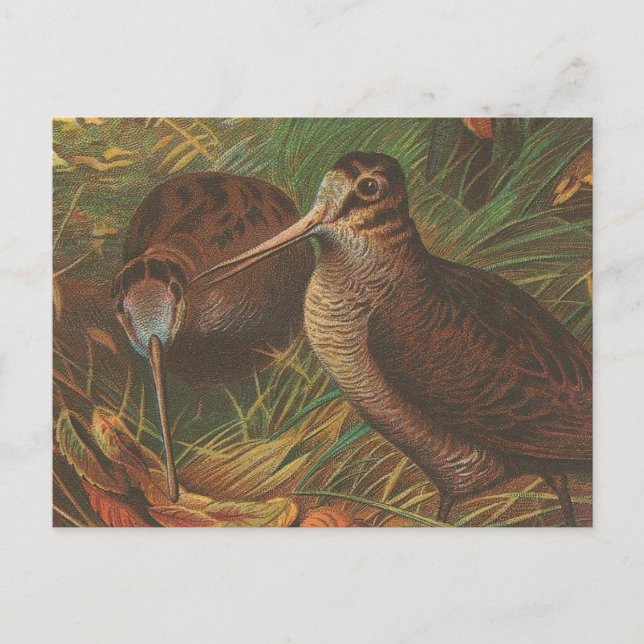 Kiwi Vykort (Framsida)