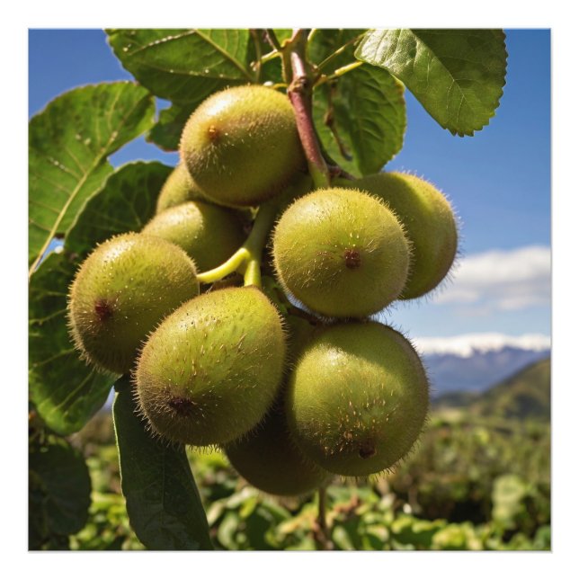 Kiwis på Träd Fototryck (Framsidan)