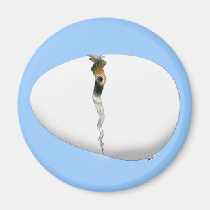 Kläckägg Magnet